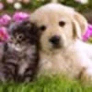 Meet your Posher, Gayle